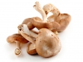 Shiitake mushrooms