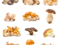 edible mushrooms