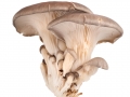 Oyster mushroom