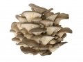 oyster mushroom