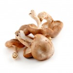 Shiitake Mushrooms (sample)