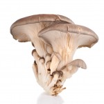 Blue Oysters (sample)