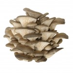 Grey Oysters (sample)