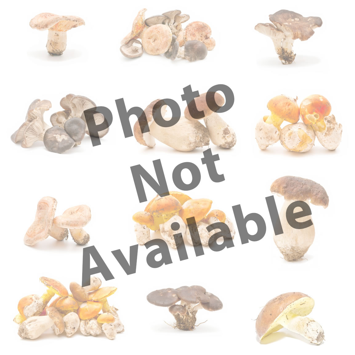 Lion’s Mane (sample)